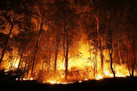 Forest Ablaze At Night A Bushfire Burning Orange And Red At Night Aff Night Bushfire Forest Ablaze Red Ad Forest Fire Fire Amazon Forest