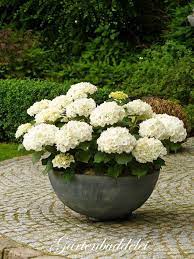 40 Creative Garden Container Ideas And Plant Pots Beautiful Gardens Container Gardening Plants