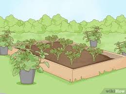 Apply to the soil's surface in a continuous line around the perimeter of your raised bed. 3 Simple Ways To Keep Rats Out Of A Vegetable Garden Wikihow