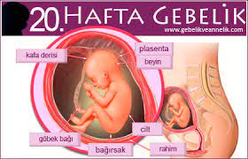 20 hafta gebelik gva