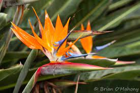 Bird Of Paradise Birds Of Paradise Flower Flowers Photography Birds Of Paradise
