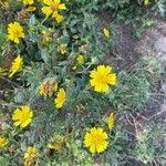 Image result for Guizotia scabra