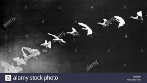 En 1963, henri langlois n'a aucune peine à convaincre marcel duchamp. Etienne Jules Marey 5 Marz 1830 21 Mai 1904 War Ein Franzosischer Wissenschaftler Physiologe Und Chronofotografen Er Begann Durch Das Studium Der Blutzirkulation Im Menschlichen Korper Dann Verlagerte Sich Auf Die Analyse