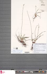 Image result for Cyperus mapanioides