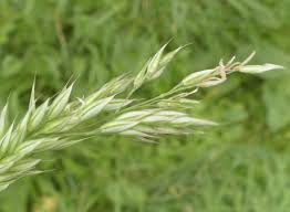 Image result for Holcus