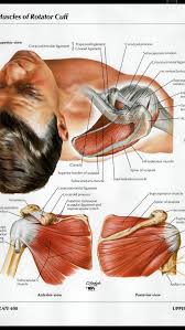 The rotator cuff tendons are a group of four tendons that connect the deepest layer of muscles to the humerus. Schultermuskulatur Diagramm Diagramm Schultermuskulatur Precautions To Take In Handling A Hurt Dog D Human Body Anatomy Muscle Anatomy Shoulder Anatomy