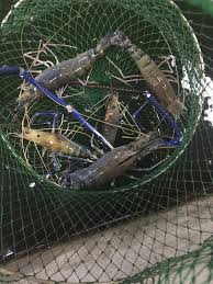 Pusat Memancing Udang Galah Amir Semeling Business Service Semeling Kedah Malaysia Facebook 42 Photos