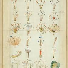 We did not find results for: Pdf Morphogenesis Of Flowers Our Evolving View