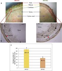The first xylem that develops in a growing plant is called protoxylem, and it contains narrow vessels as the plant is not yet big. Unraveling Vascular Development Related Genes In Laticifer Containing Tissue Of Rubber Tree By High Throughput Transcriptome Sequencing Sciencedirect