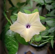 Image result for Ipomoea tuberculata