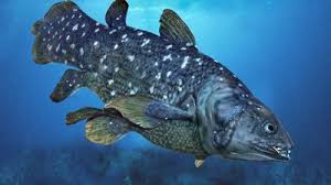 Image result for Coelachne africana