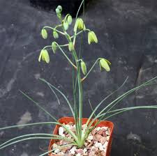 Image result for Albuca