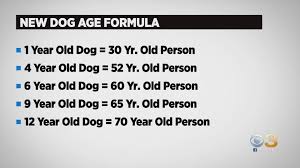 Both are sexually mature and physically. Cbs3 Pet Project How Old Is Your Dog In Human Years Cbs Philly