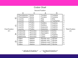 Biology Codon Chart