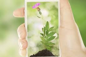 The Best Online Nurseries For 2021 Where To Buy Perennials Trees And Shrubs Online Gardening From House To Home