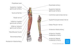 The body is divided into two major portions: Lower Extremity Anatomy Bones Muscles Nerves Vessels Kenhub