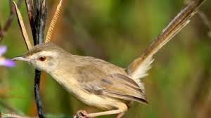 Induk burung ciblek sering berkicau di dekat sarang ketinggian sarang ciblek tidak lebih dari 1,5 meter #prenjaksawah. 15 Cara Ternak Burung Ciblek Bagi Pemula Arenahewan Com
