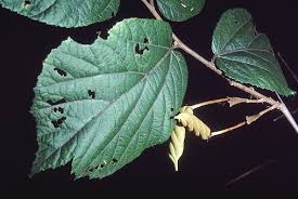 Image result for Helicteres