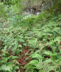 Image result for Christella dentata