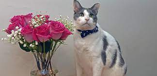 Maybe you would like to learn more about one of these? Mother S Day Bouquets What S Safe For Pets Aspca