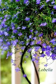 Pin On Lobelia