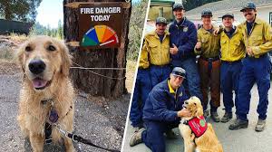 Akc certified golden retrievers champion sired/bloodlines bred for quality attributes ofa certified hips, heart, eye… Kerith The Golden Retriever Is Offering Comfort To California Firefighters