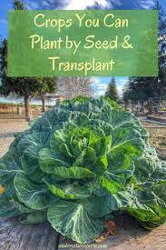 These seedlings are protected from birds and cutworms. Plants To Transplant And Direct Sow In The Home Garden