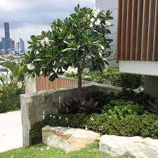Frangipani Broad Leaf Version With Mass Under Planting River Front At Side Boundary Small Gardens Beautiful Gardens Garden Landscape Design