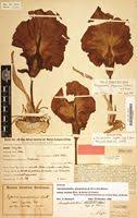 Image result for Amorphophallus abyssinicus