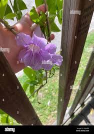 Image result for Bignonia callistegioides