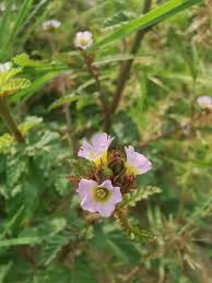 Image result for Melochia corchorifolia