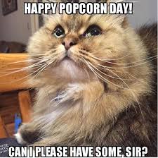 Happy Popcorn Day Funny Animals Funny Cats Cat Memes