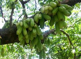 Averrhoa Bilimbi Cucumber Tree The Worldwide Vegetables