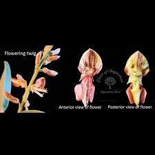 Image result for Indigofera kirkii