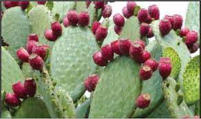 When preparing cactus, you can eat the fruits and the pads raw, cook them into dishes, or squeeze them into juice. Evaluation Of Nutritional And Medicinal Properties Of Opuntia Elatior Mill Intechopen