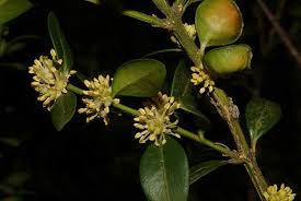 Image result for Buxus acutata