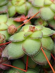 Image result for Crassula morrumbalensis