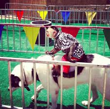 Julian chokkattu/digital trendssometimes, you just can't help but know the answer to a really obscure question — th. 40 Crazy Facts About Summer Fairs