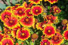 Check spelling or type a new query. The Most Incredible Longest Blooming Perennial We Ve Ever Grown