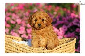 Meet Male A Cute Cavapoo Puppy For Sale For 800 Duke Cavapoo Cavapoo Puppies Teddy Bear Dog Puppies