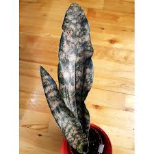 Image result for Sansevieria kirkii