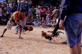 Sabung ayam peru sendiri memang sering digunakan dalam acara pertandingan laga ayam pisau peruvian cockfighting yang diselenggarakan secara nasional di salah satu negara di amerika latin tapi ayam ini masih jarang di indonesia. Sang Jago New Naratif