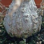 Image result for Corallocarpus bainesii