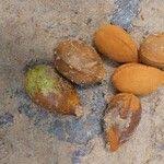 Image result for Pycnanthus