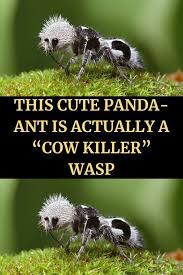 Image result for panda ant
