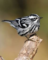 Black And White Warbler Song Black And White Warbler Whatbird Com Birds Pretty Birds Beautiful Birds
