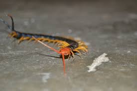 Maybe you would like to learn more about one of these? Texas Centipedes 3 Things You Probably Don T Want To Know