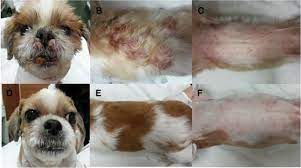 Clinical Response To Isotretinoin And Interferon A Of Two Dogs With Cutaneous Epitheliotropic T Cell Lymphoma A Case Report Bmc Veterinary Research Full Text