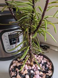 Image result for Senecio barbertonicus