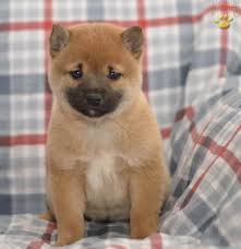 Welcome to pepe frog channel! Midnight Shiba Inu Puppy For Sale In Sugarcreek Oh Happy Valentines Day Happyvalentinesday2016i